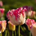 Tulipan 'Cabanna'