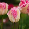 Tulipan 'Cabanna'