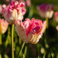 Tulipan 'Cabanna'