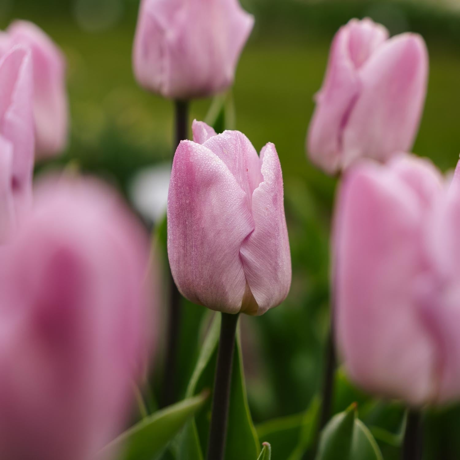 Tulipan 'Candy Prince'
