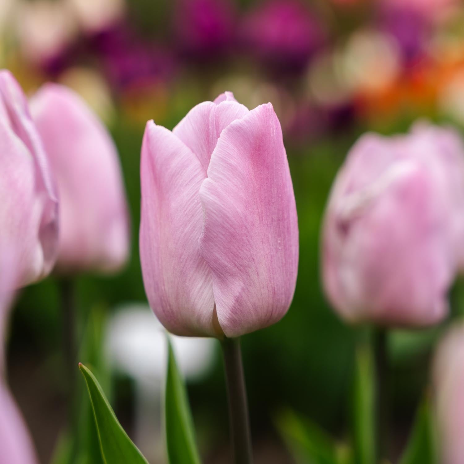 Tulipan 'Candy Prince'