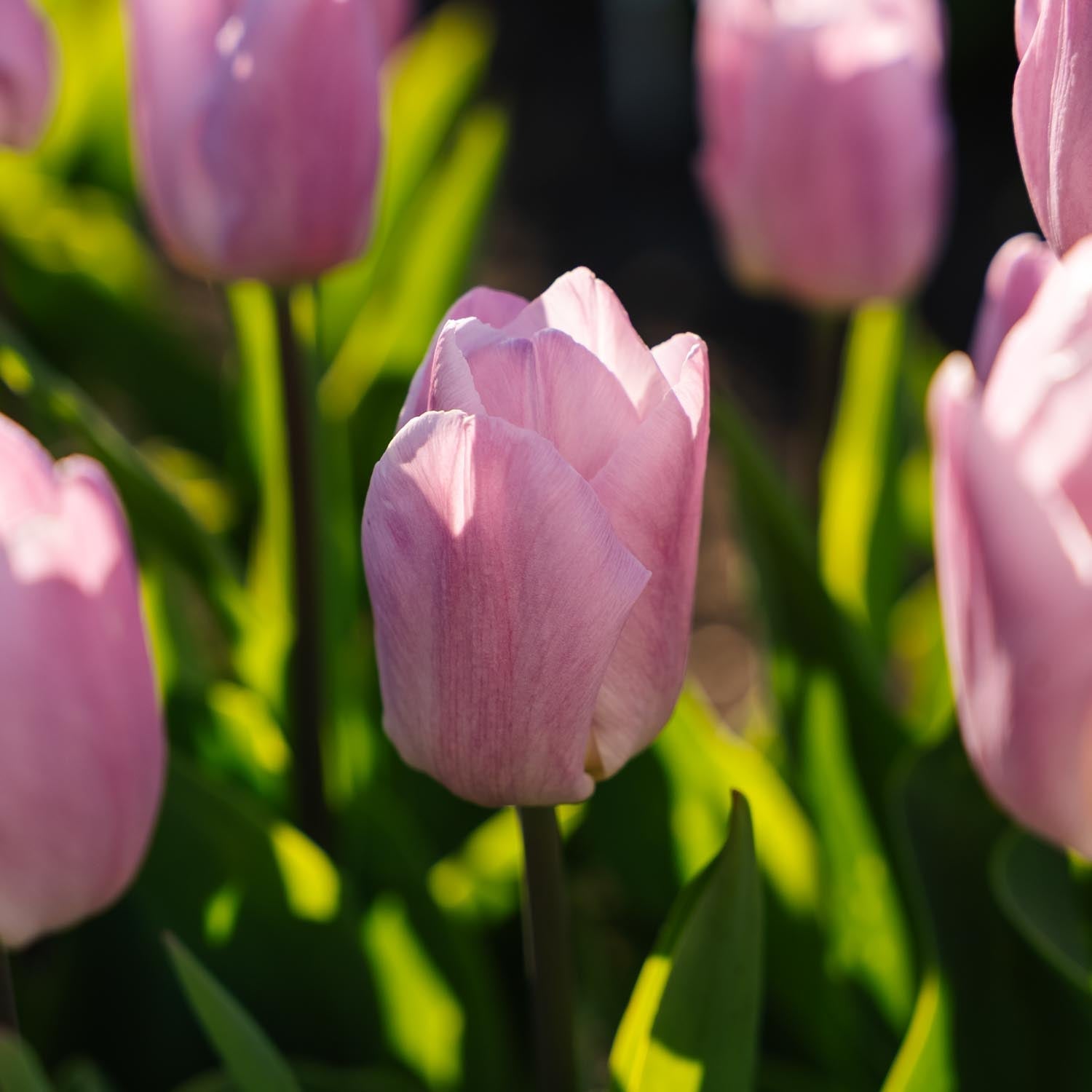 Tulipan 'Candy Prince'