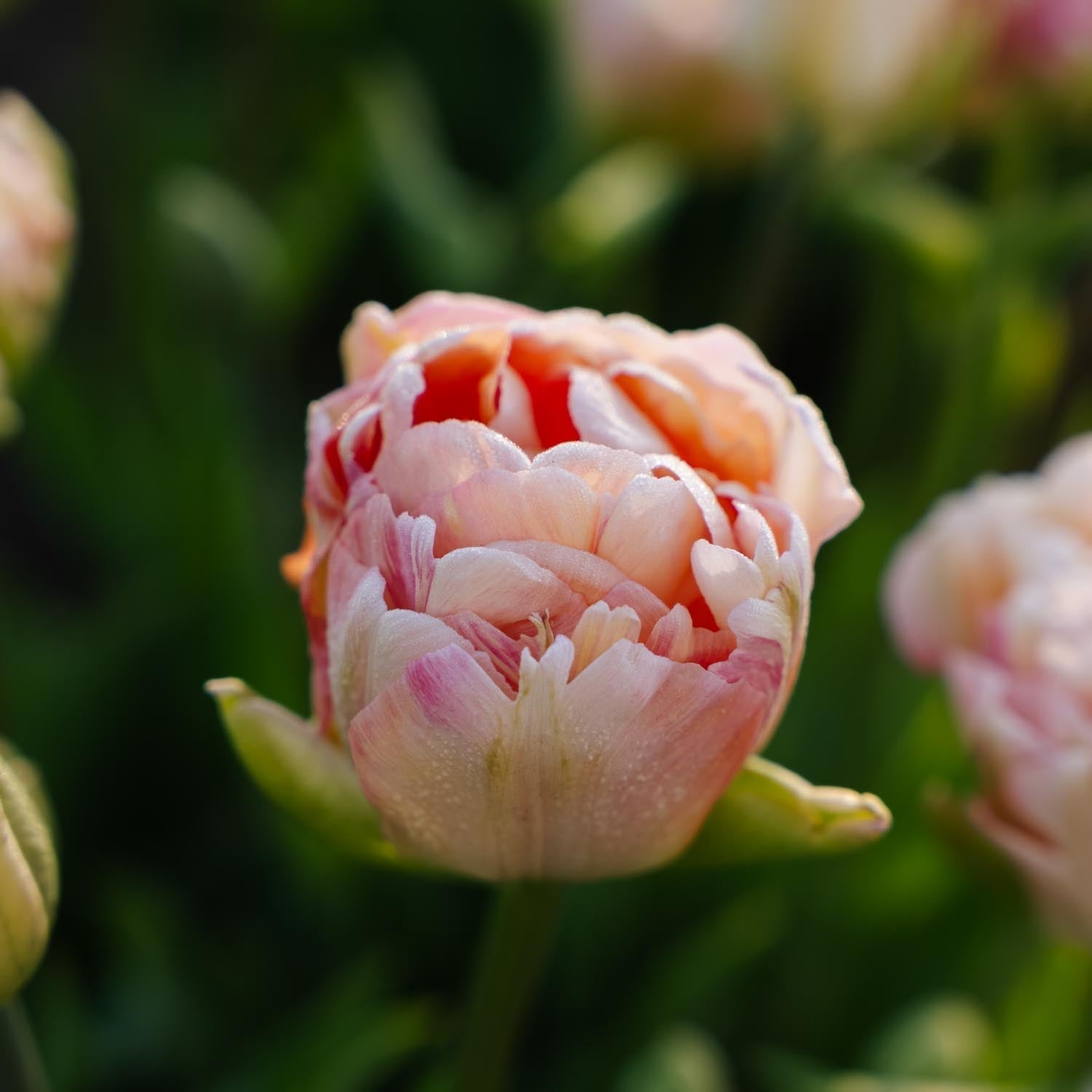 Tulipan 'Charming Lady'
