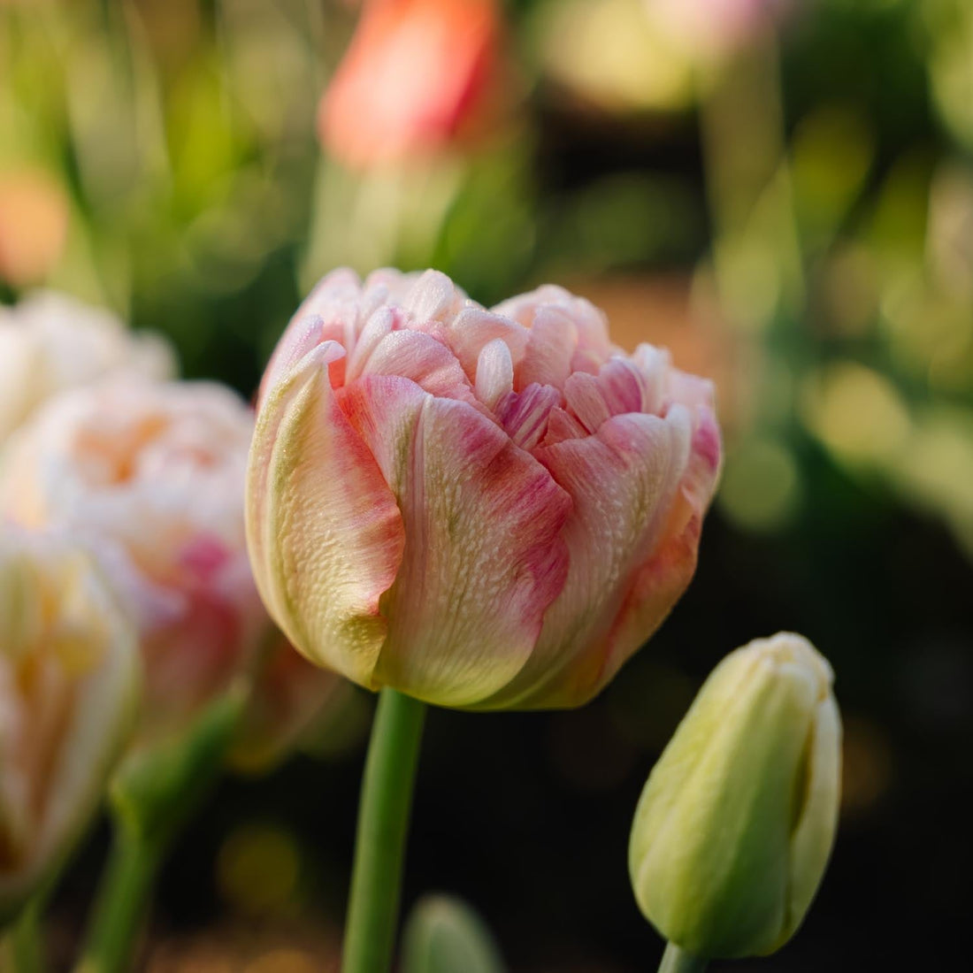 Tulipan 'Charming Lady'
