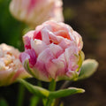 Tulipan 'Charming Lady'