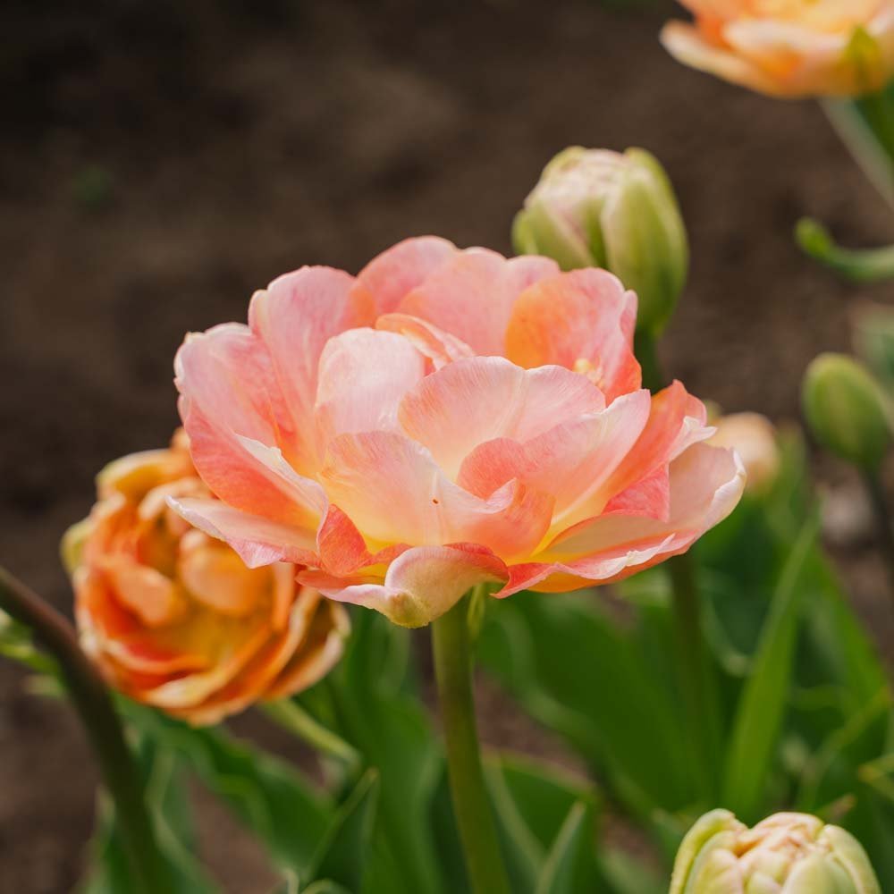 Tulipan 'Charming Lady'