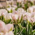 Tulipan 'China Town'