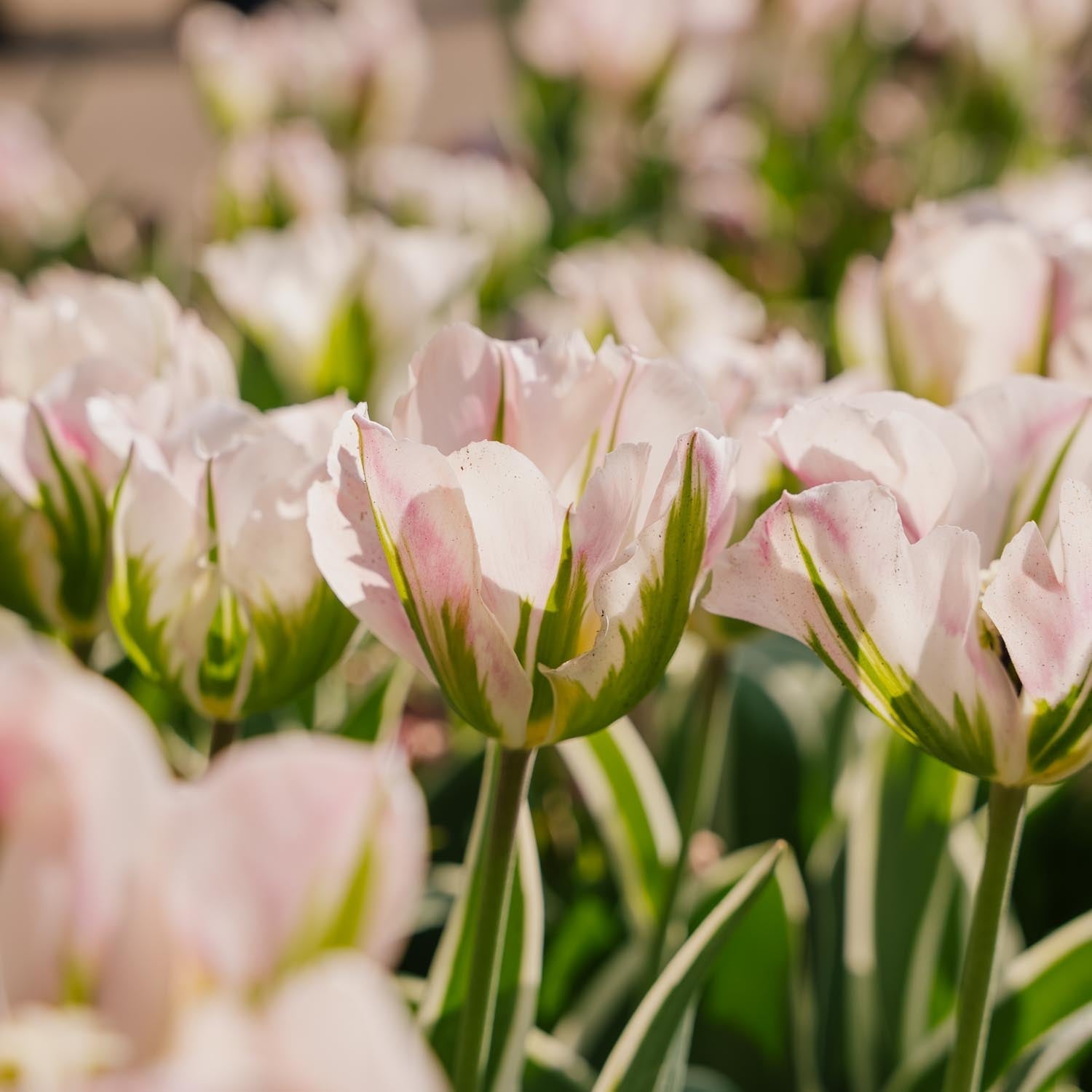 Tulipan 'China Town'