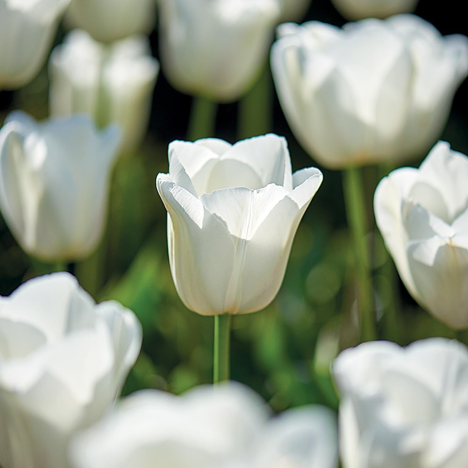 Tulipan 'Clearwater'