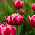 Tulipan 'Columbus'