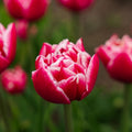 Tulipan 'Columbus'