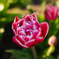 Tulipan 'Columbus'