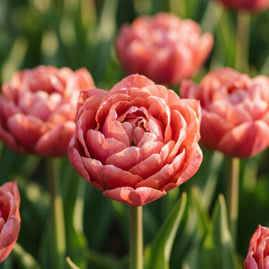 Tulipan 'Copper Image'