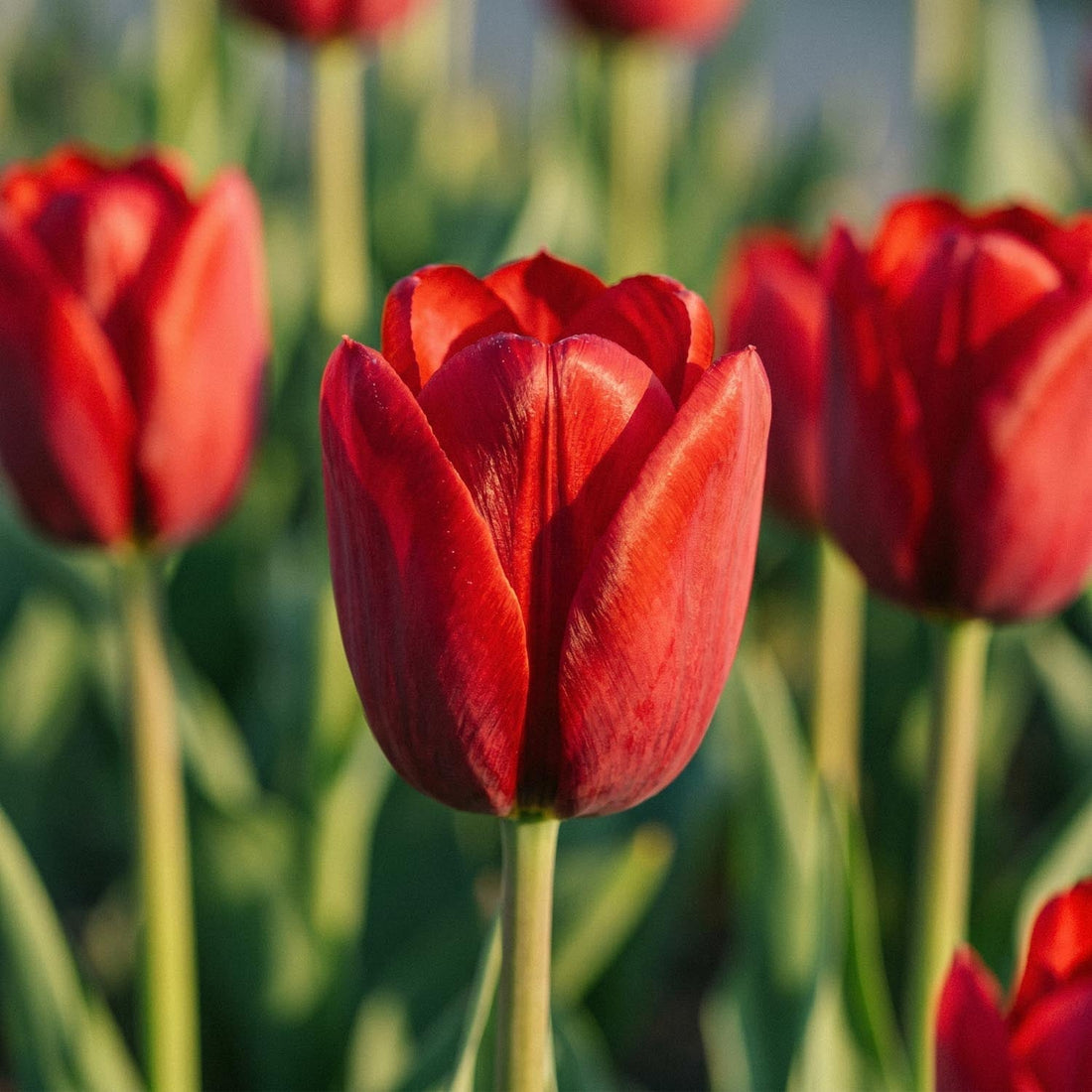 Tulipan 'Couleur Cardinal'