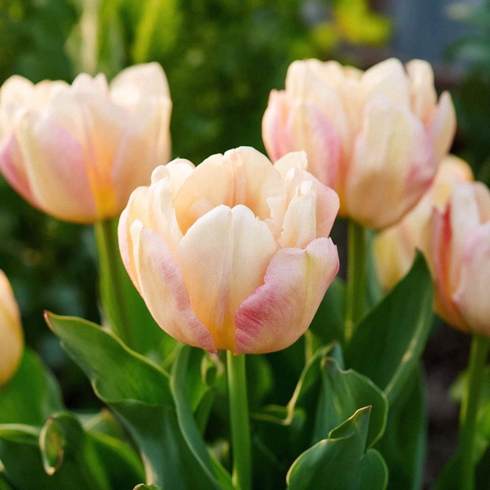 Tulipan 'Creme Upstar'