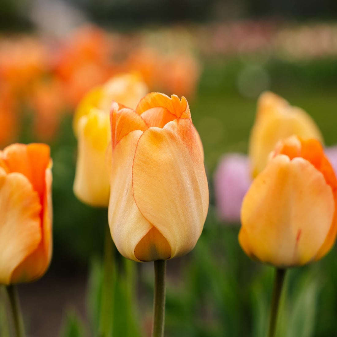 Tulipan 'Daydream'