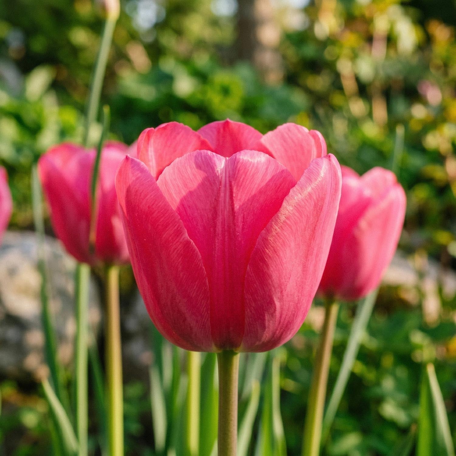 Tulipan 'Design Impression'