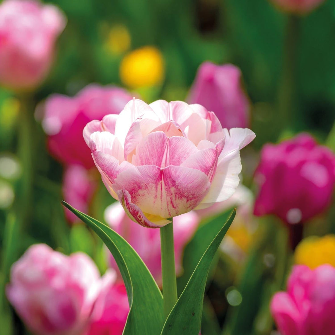 Tulipan 'Double Shake'