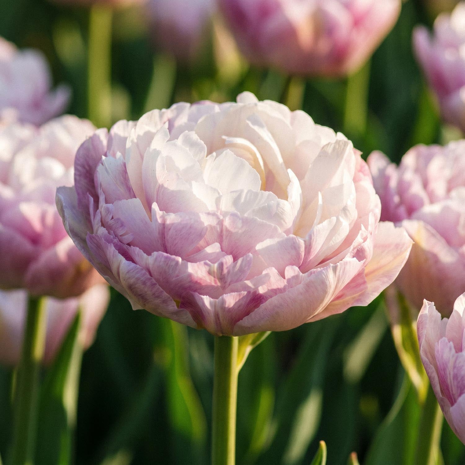 Tulipan 'Double Surprise'