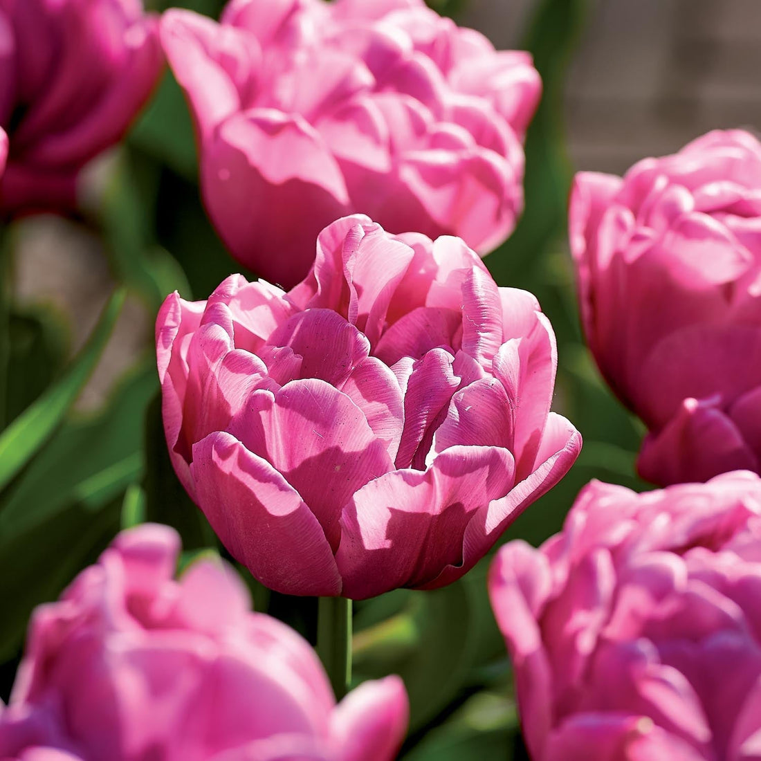 Tulipan 'Double You'