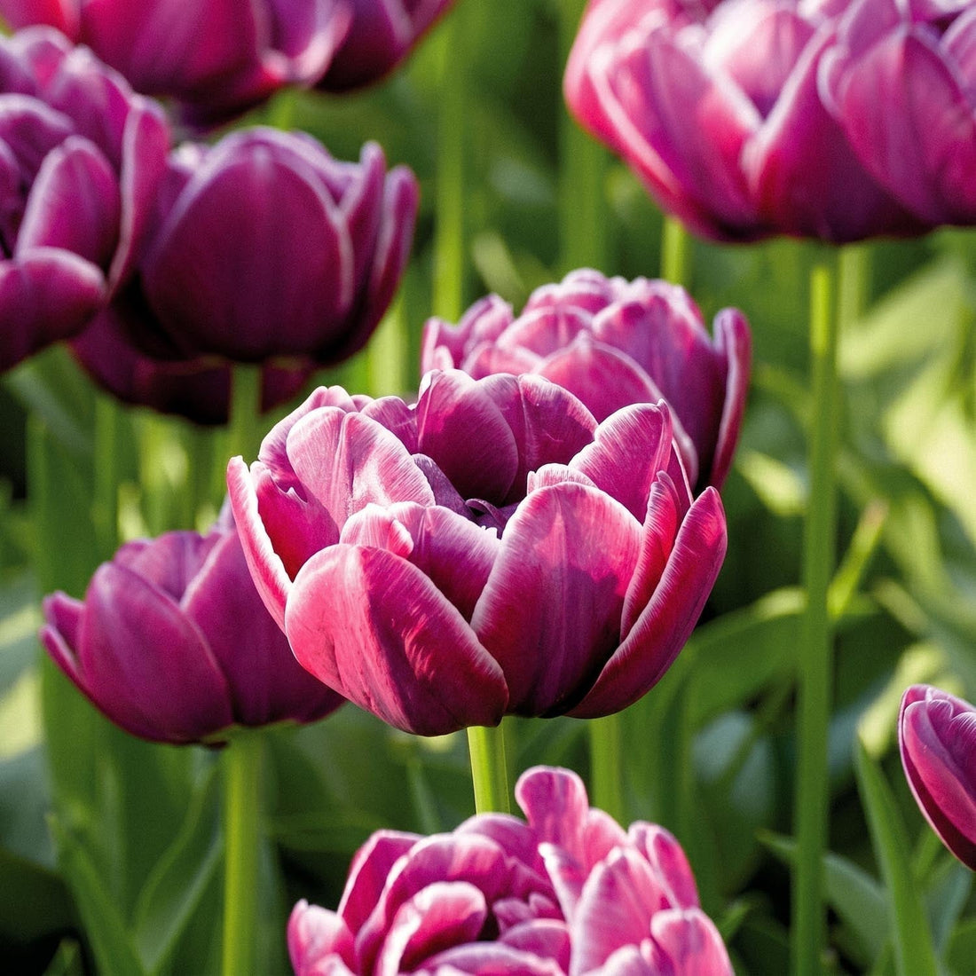 Tulipan 'Dream Touch'
