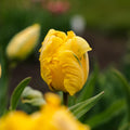 Tulipan 'Eagle Wings'