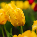 Tulipan 'Eagle Wings'
