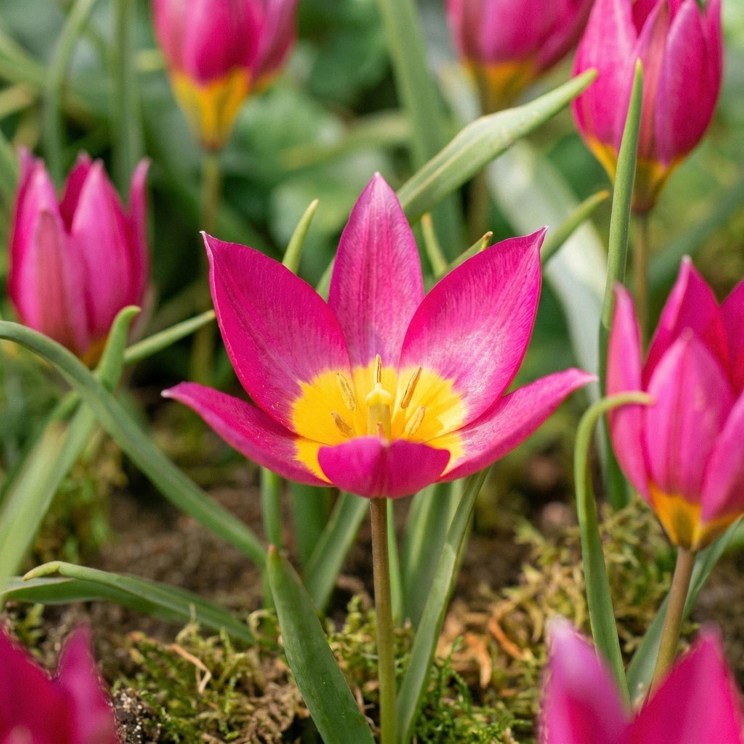 Tulipan 'Eastern Star'