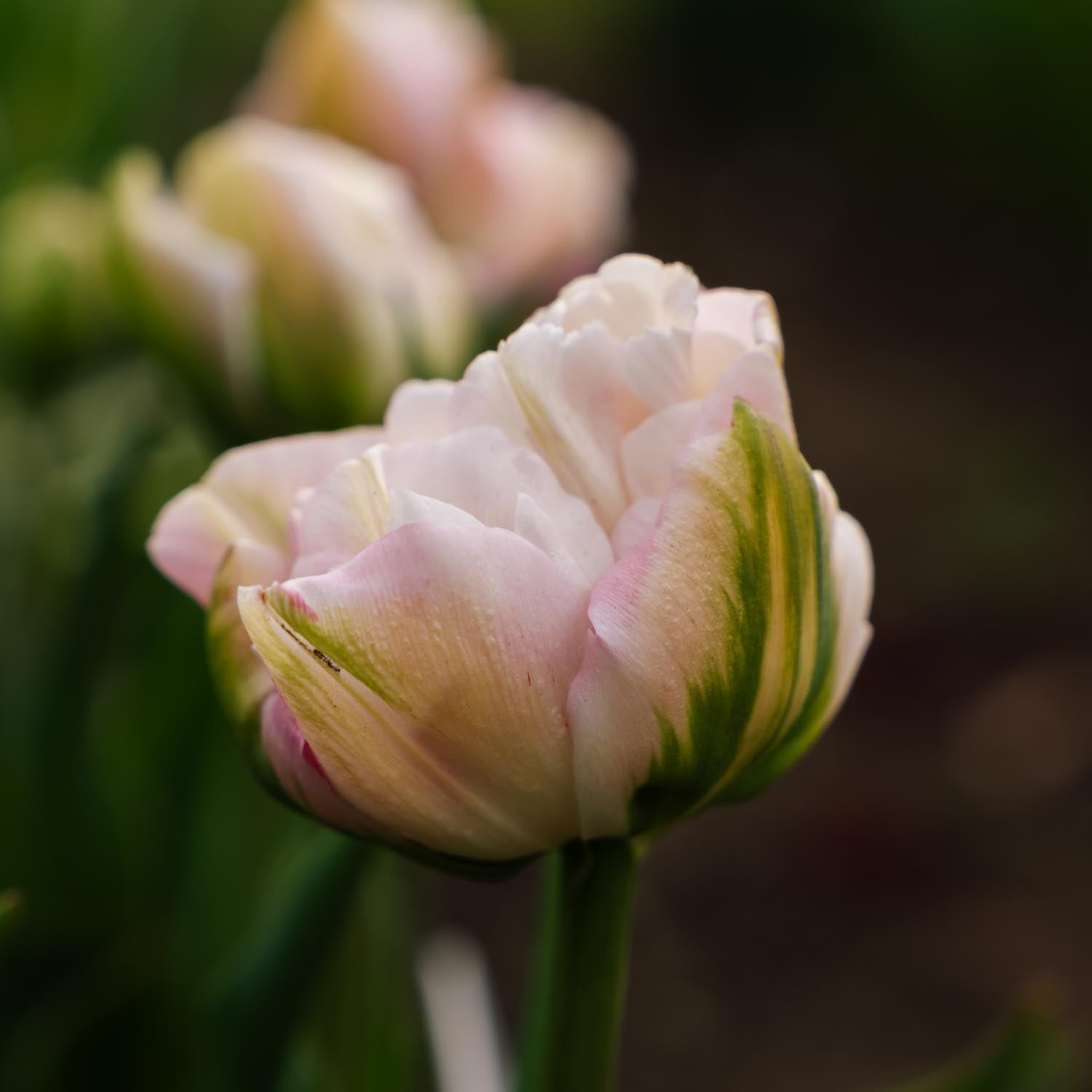 Tulipan 'Finola'