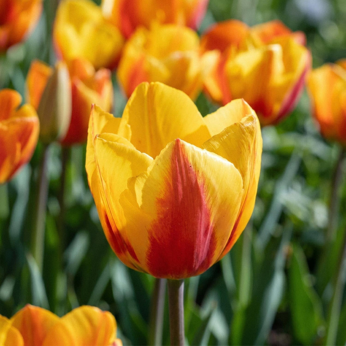 Tulipan 'Flair'