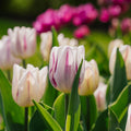 Tulipan 'Flaming Flag'