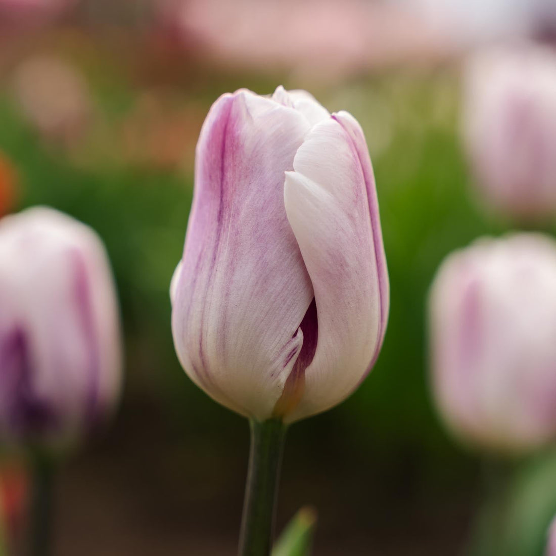 Tulipan 'Flaming Flag'