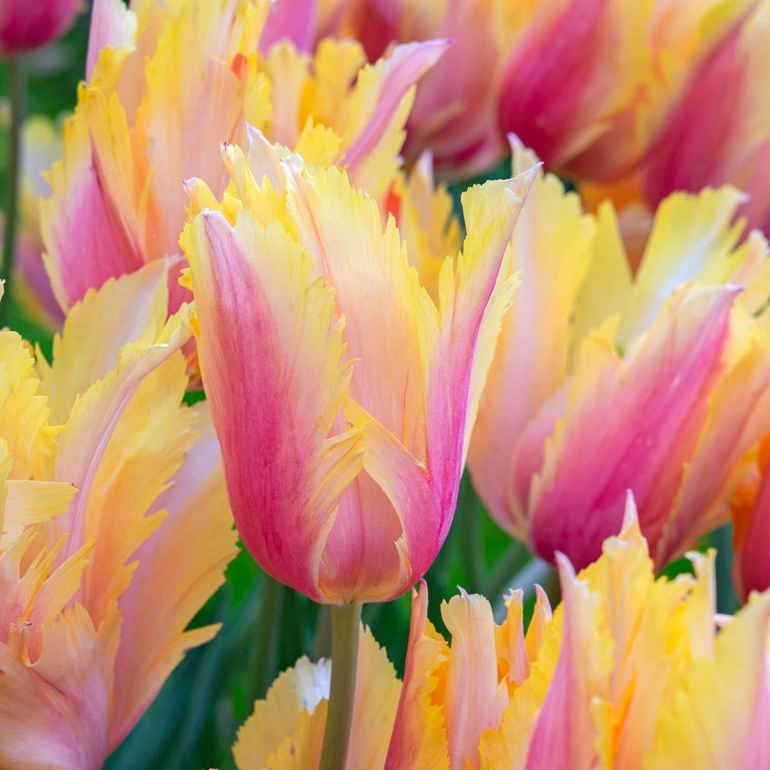 Tulipan 'Flaming Memory'