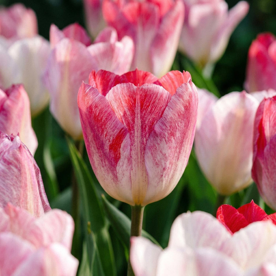 Tulipan 'Flaming Purissima'