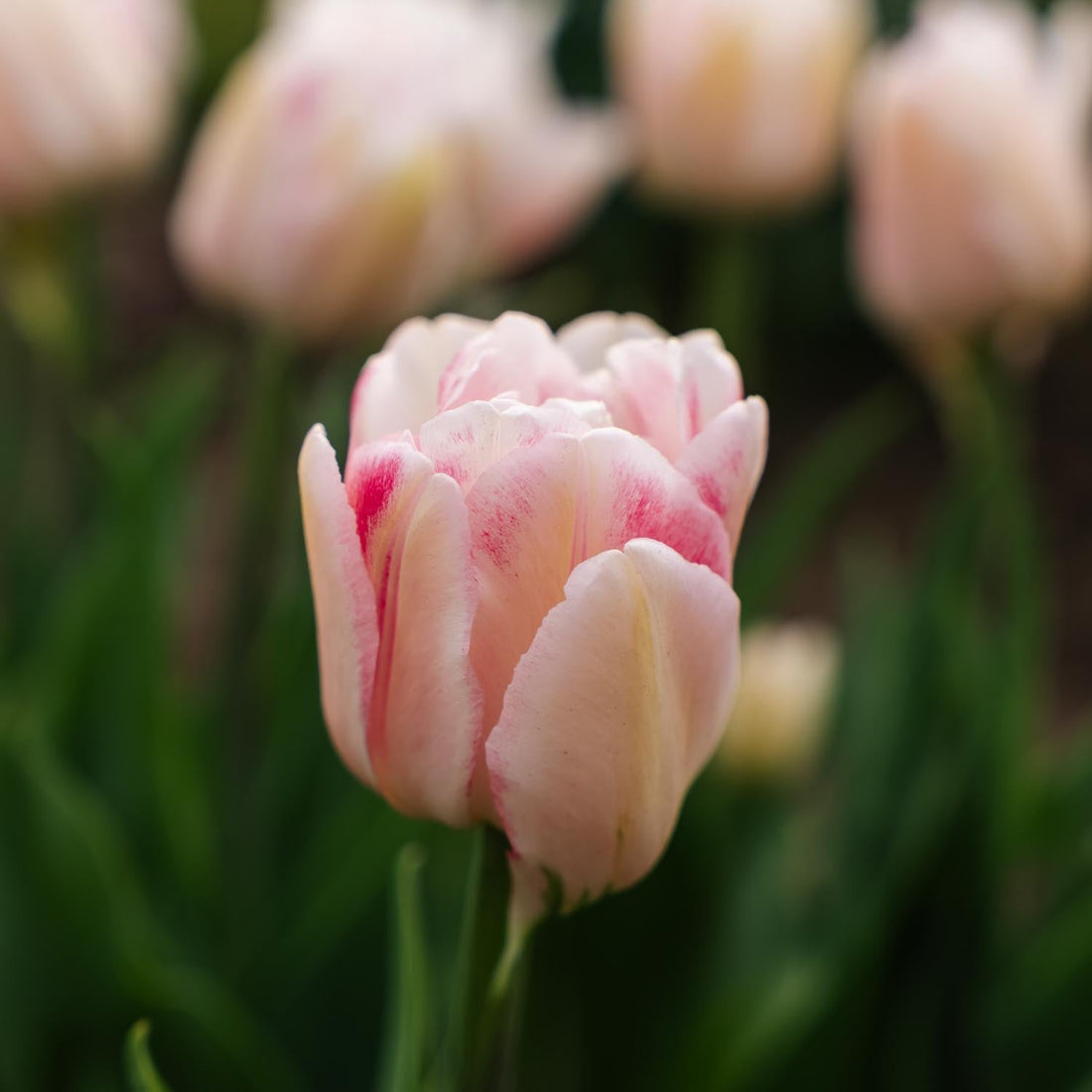 Tulipan 'Foxtrot'