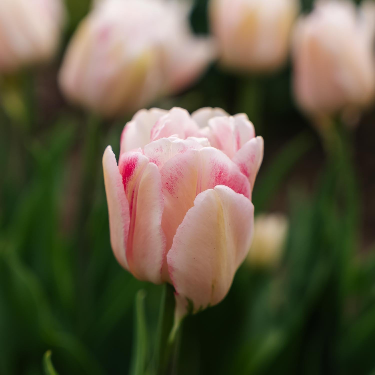 Tulipan 'Foxtrot'