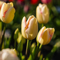 Tulipan 'Graceland'