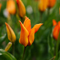 Tulipan 'Greetje Smit'