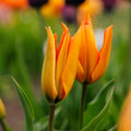 Tulipan 'Greetje Smit'
