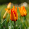 Tulipan 'Greetje Smit'