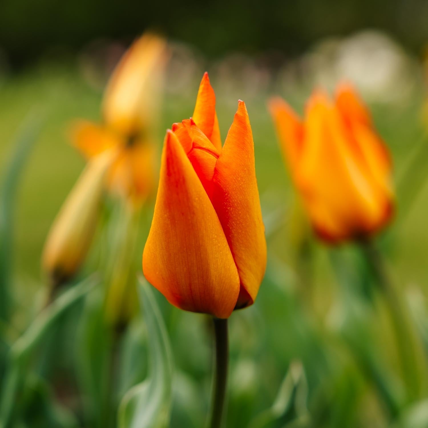 Tulipan 'Greetje Smit'