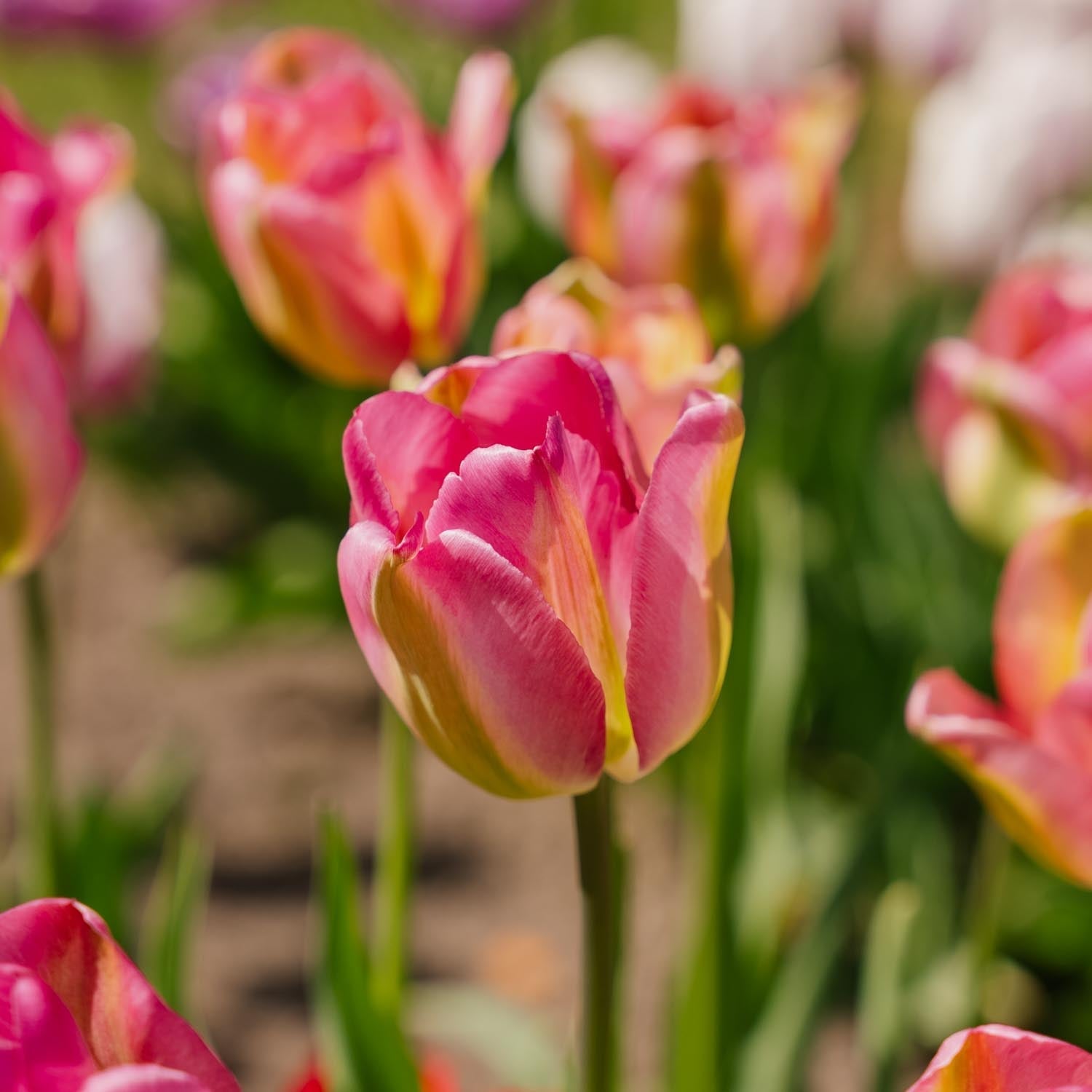 Tulipan 'Groenland'