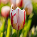 Tulipan 'Happy Generation'