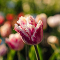 Tulipan 'Hawaii'