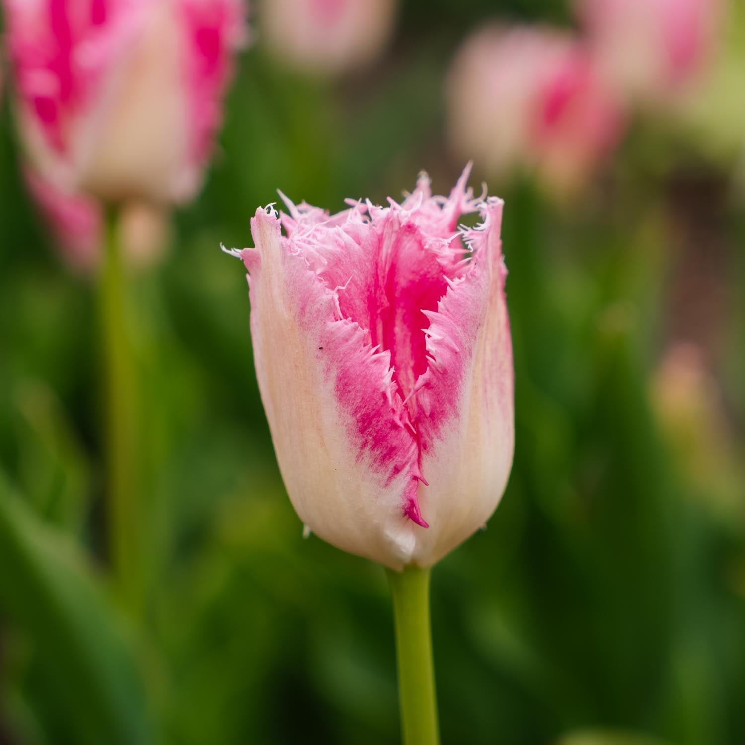 Tulipan 'Huis Ten Bosch'