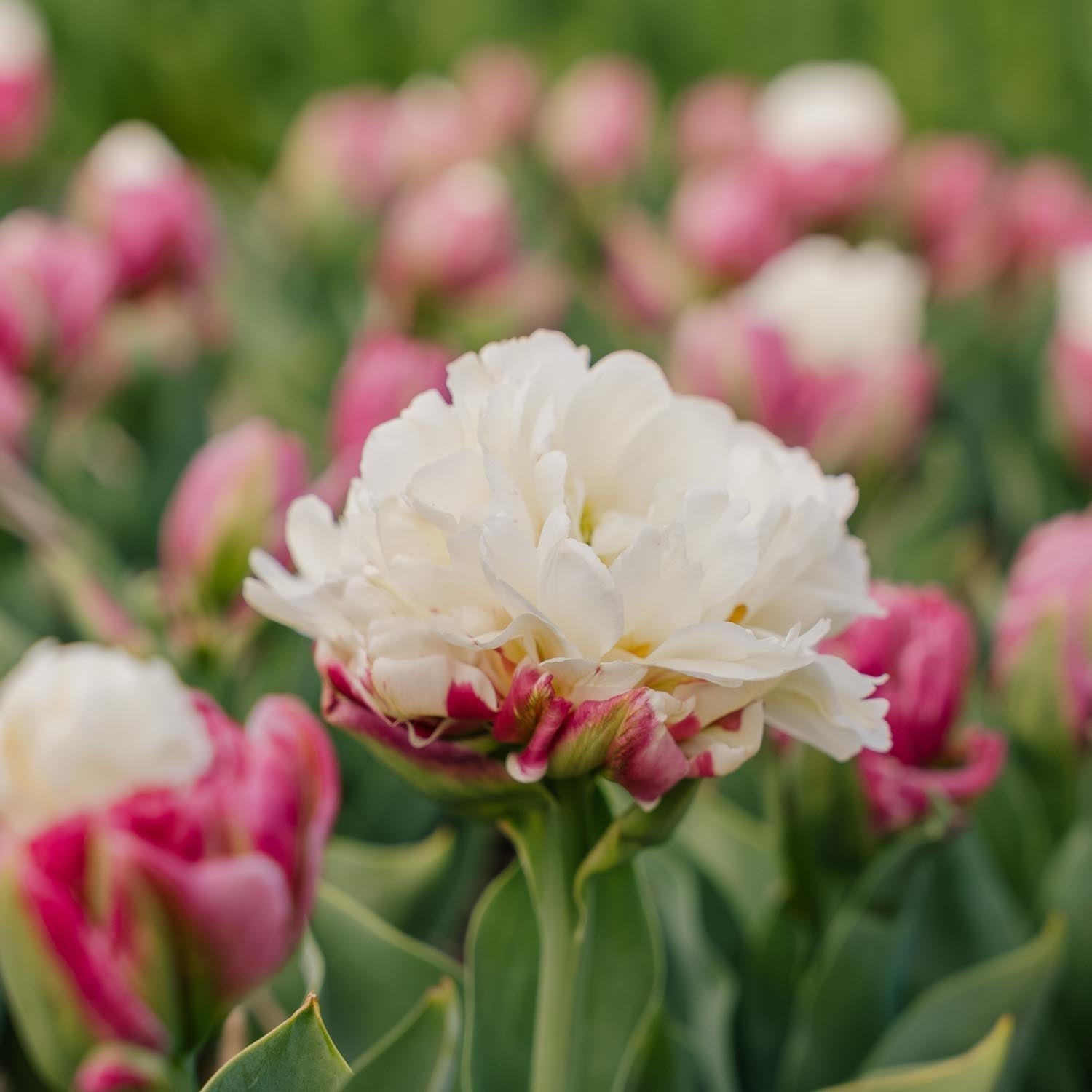 Tulipan 'Ice Cream'