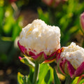 Tulipan 'Ice Cream'