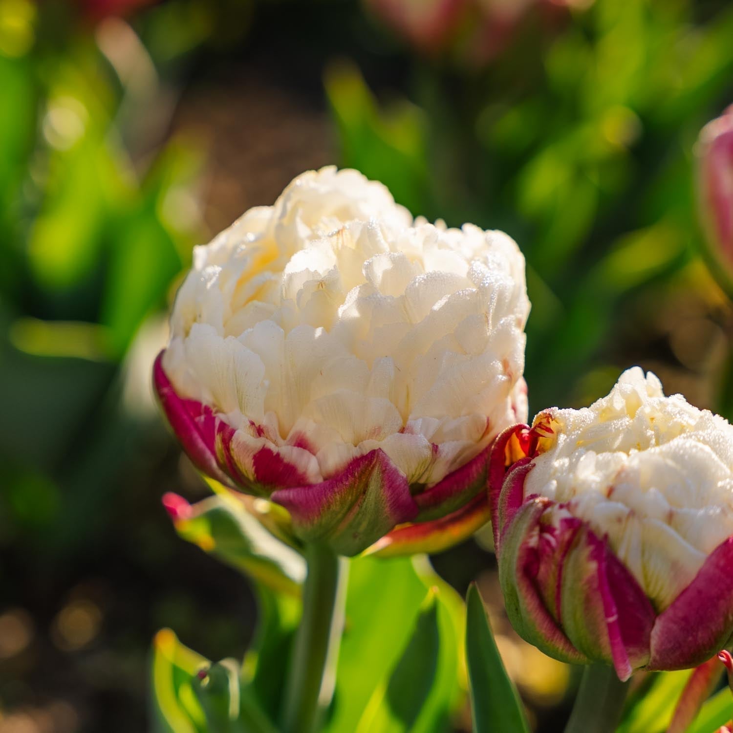 Tulipan 'Ice Cream'