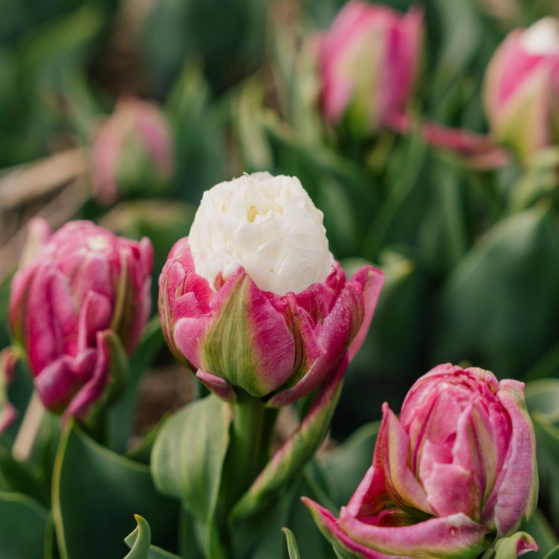 Tulipan 'Ice Cream'