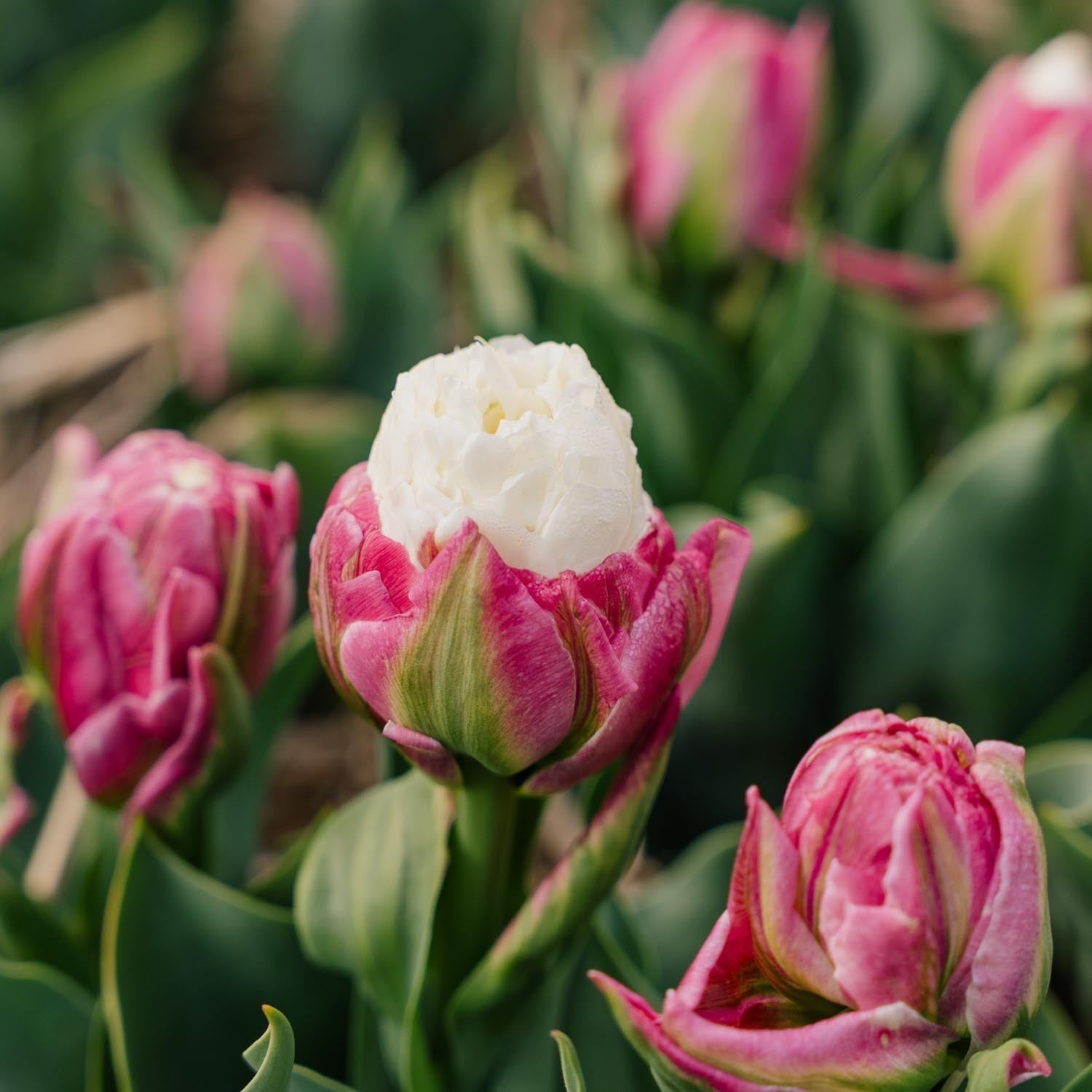 Tulipan 'Ice Cream'